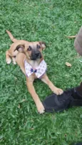 Cachorro raça Srd idade 2 a 6 meses nome Teca