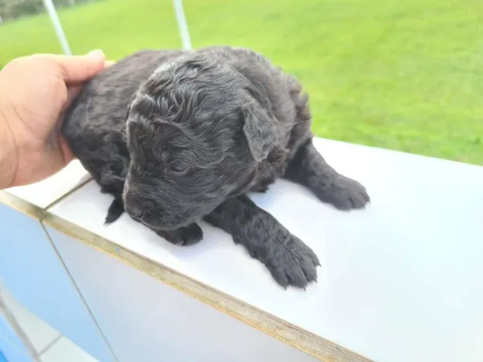 Cachorro ra a SRD-ViraLata idade Abaixo de 2 meses nome sem nome