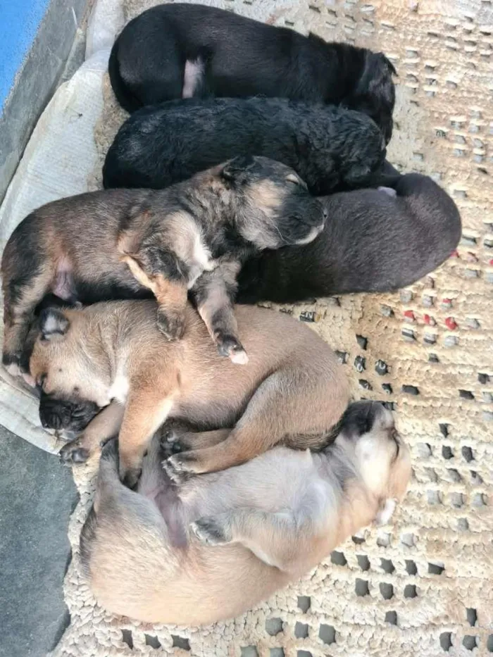 Cachorro ra a SRD-ViraLata idade Abaixo de 2 meses nome sem nome