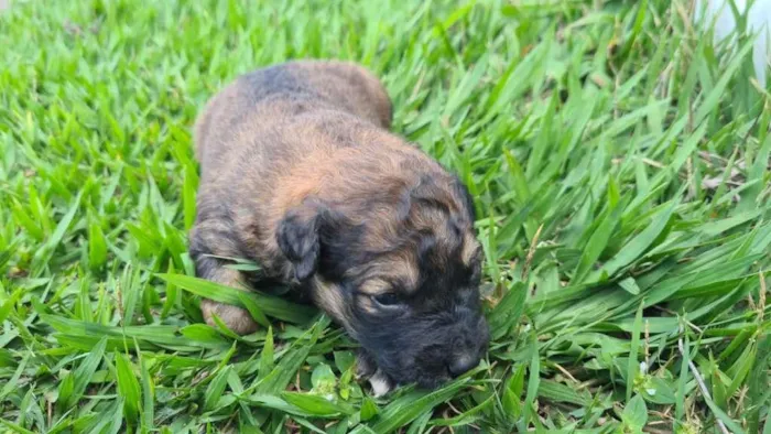 Cachorro ra a SRD-ViraLata idade Abaixo de 2 meses nome sem nome