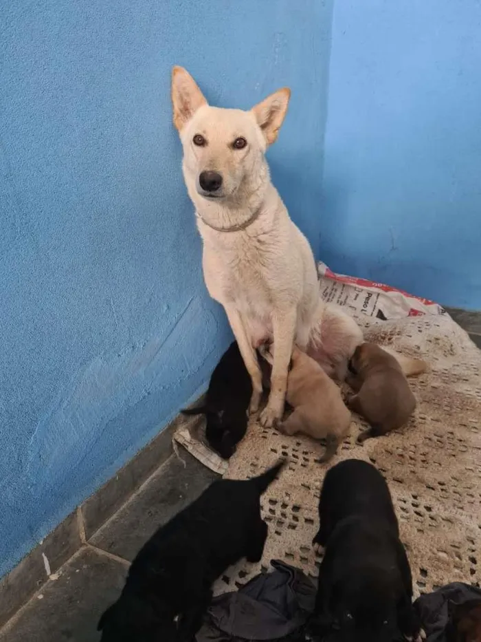 Cachorro ra a SRD-ViraLata idade Abaixo de 2 meses nome sem nome