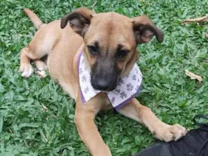Cachorro raça Srd idade 2 a 6 meses nome Teca