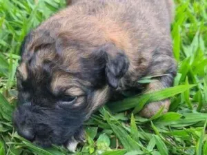 Cachorro raça SRD-ViraLata idade Abaixo de 2 meses nome sem nome