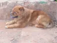 Desconheço