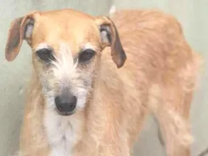 Cachorro raça  idade 6 ou mais anos nome ANITA