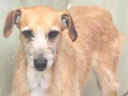 Cachorro raça  idade 6 ou mais anos nome ANITA