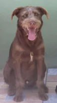 Cachorro raça  idade 2 anos nome NESCAU