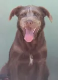 Cachorro raça  idade 2 anos nome NESCAU
