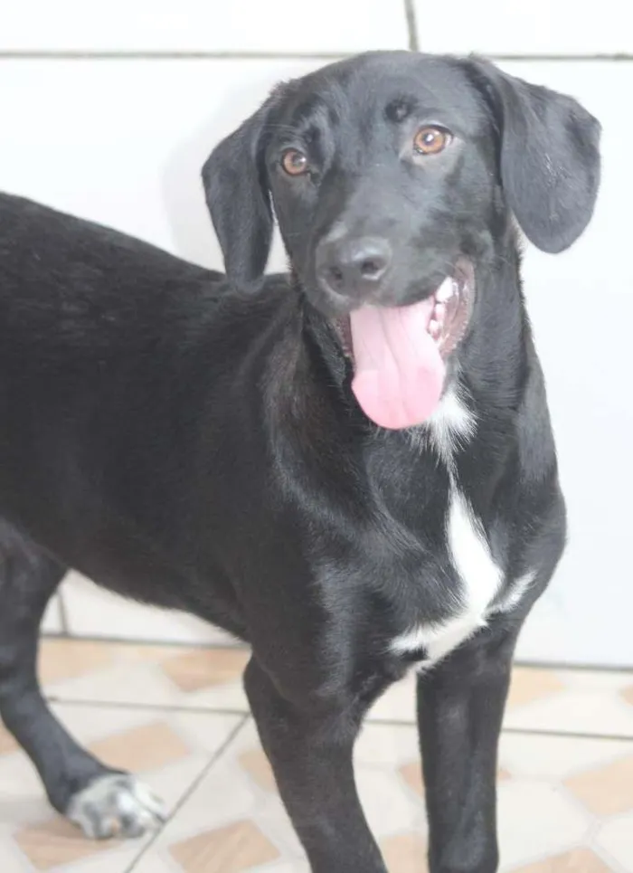 Cachorro raça  idade 2 anos nome MARIA