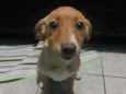 Cachorro raça Sem Raça Definida idade 2 a 6 meses nome Sem nome