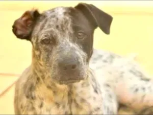 Cachorro raça  idade 1 ano nome KIRA FILHOTE