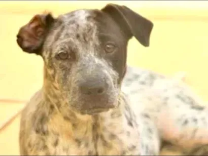 Cachorro raça  idade 1 ano nome KIRA FILHOTE
