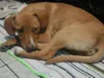 Cachorro raça Sem Raça Definida idade 2 a 6 meses nome Sem nome