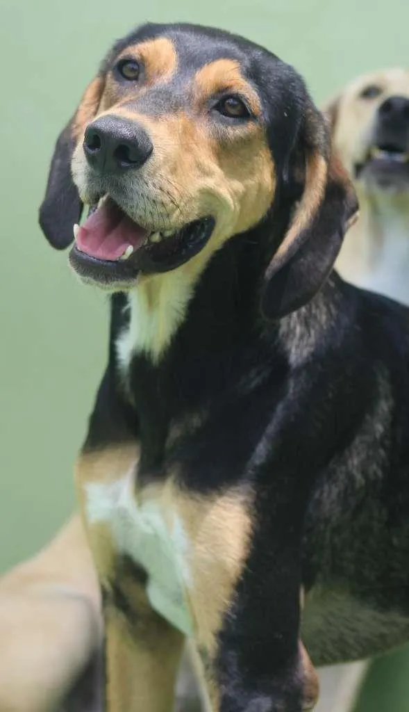 Cachorro raça  idade 5 anos nome FRIDA, HANNA E JIMMY