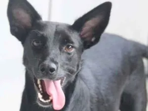 Cachorro raça  idade  nome Tutty