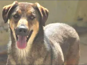 Cachorro raça  idade  nome Sol