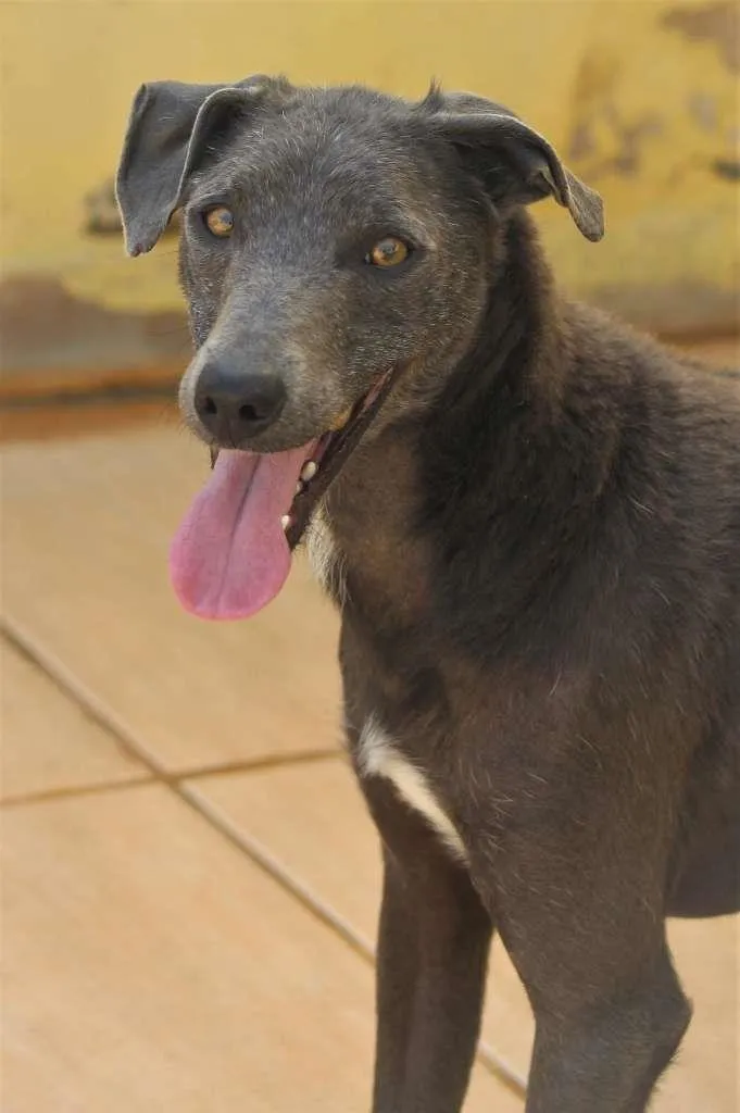 Cachorro raça  idade  nome Sofia