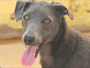 Cachorro raça  idade  nome Sofia