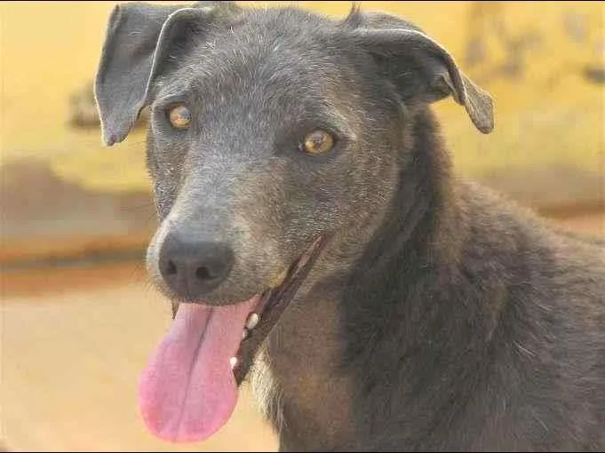 Cachorro raça  idade  nome Sofia