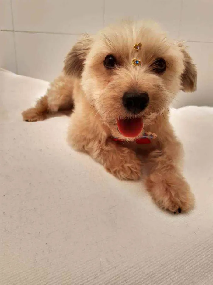 Gato raça SRD  idade 4 anos nome Mel 