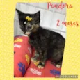 Gato raça SRD  idade Abaixo de 2 meses nome Pandora 
