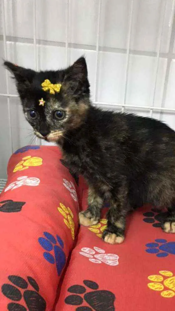 Gato raça SRD  idade Abaixo de 2 meses nome Pandora 