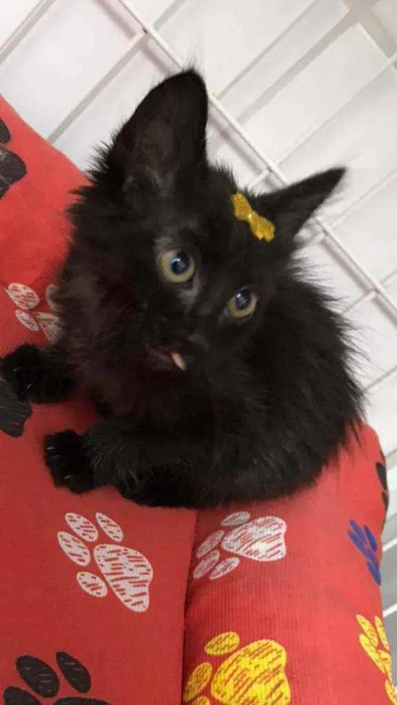 Gato raça SRD  idade Abaixo de 2 meses nome Xuxa