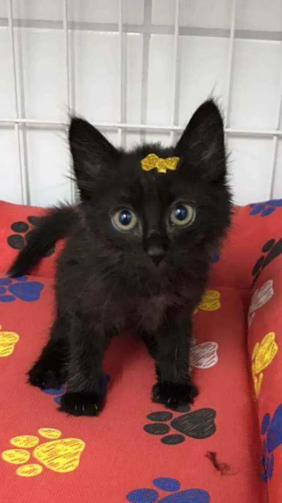 Gato raça SRD  idade Abaixo de 2 meses nome Xuxa