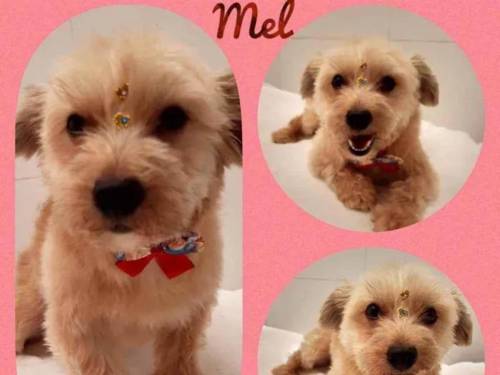 Gato raça SRD  idade 4 anos nome Mel 