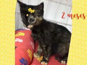 Gato raça SRD  idade Abaixo de 2 meses nome Pandora 