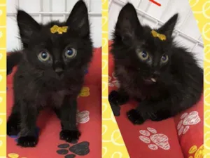 Gato raça SRD  idade Abaixo de 2 meses nome Xuxa