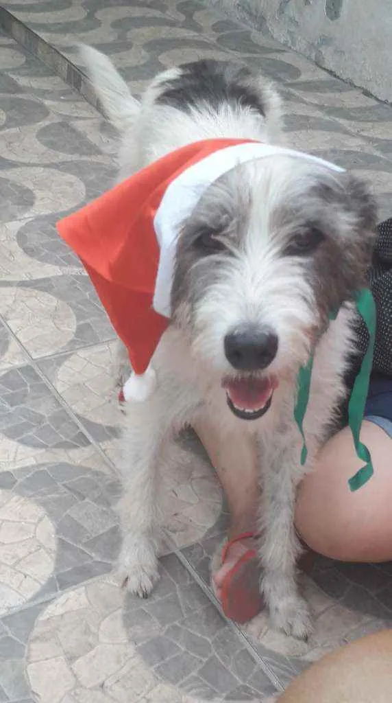 Cachorro ra a SRD idade 2 anos nome Nala 