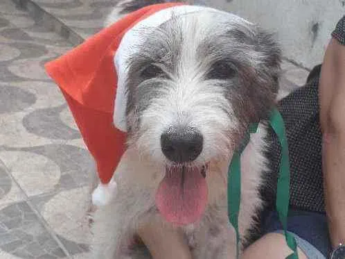 Cachorro ra a SRD idade 2 anos nome Nala 
