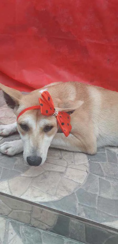 Cachorro ra a SRD idade 7 a 11 meses nome Kia