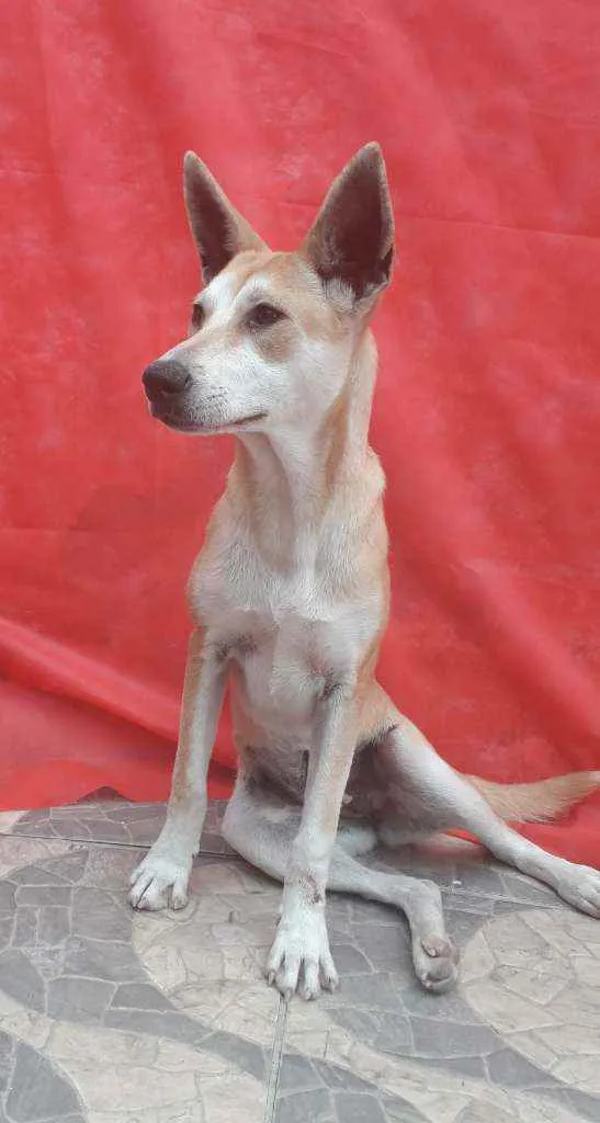 Cachorro ra a SRD idade 7 a 11 meses nome Kia