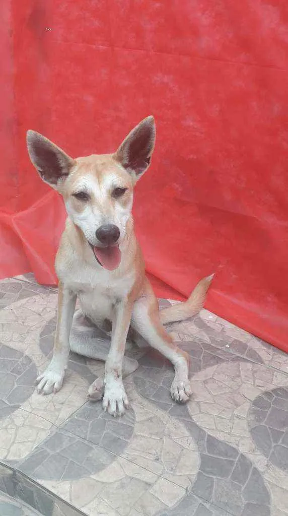Cachorro ra a SRD idade 7 a 11 meses nome Kia