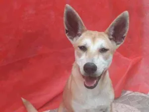 Cachorro raça SRD idade 7 a 11 meses nome Kia
