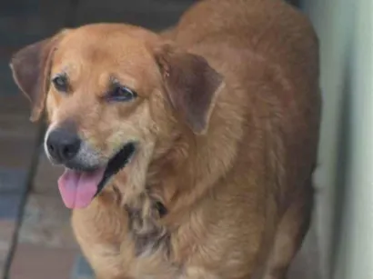 Cachorro raça  idade 6 ou mais anos nome LAYLA