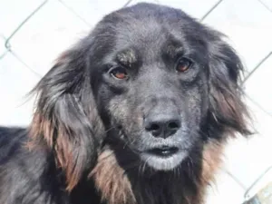 Cachorro raça  idade 6 ou mais anos nome PRETINHA