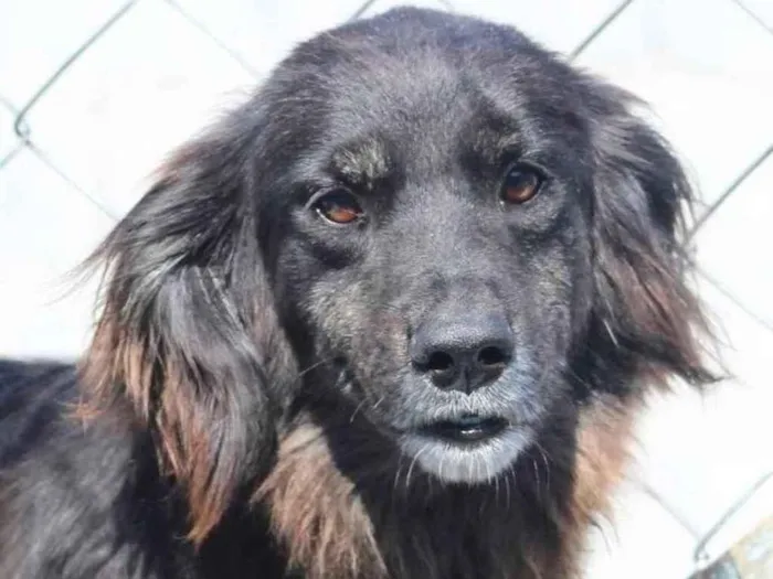 Cachorro raça  idade 6 ou mais anos nome PRETINHA