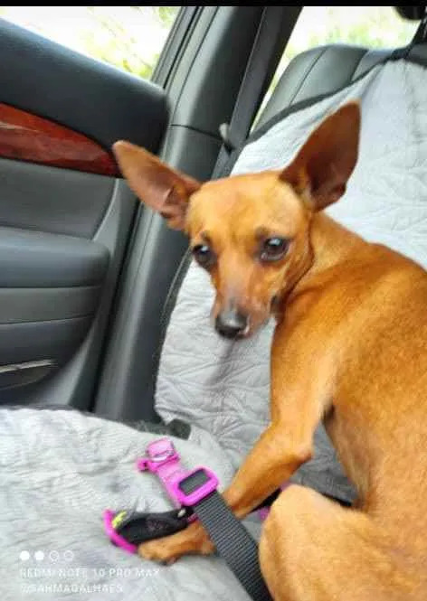 Cachorro ra a Pinsher idade 2 anos nome Freddie