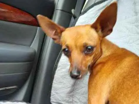Cachorro ra a Pinsher idade 2 anos nome Freddie