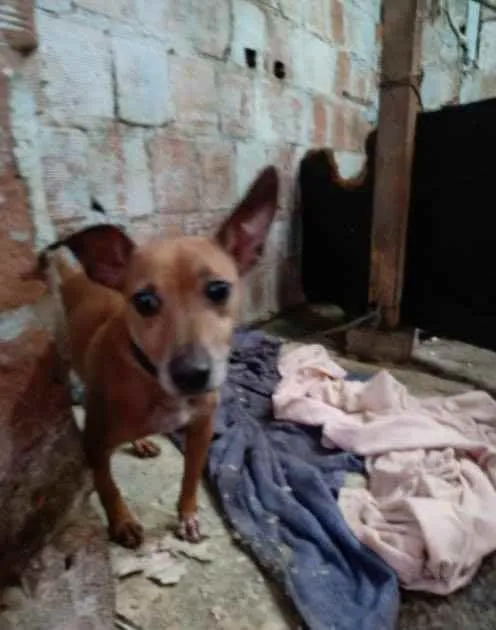 Cachorro ra a Pinsher idade 2 anos nome Biel