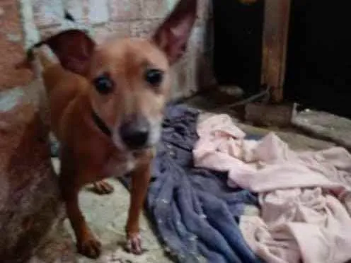 Cachorro ra a Pinsher idade 2 anos nome Biel