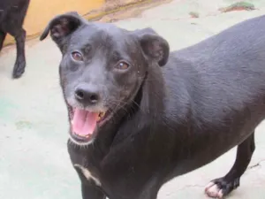 Cachorro raça  idade 6 ou mais anos nome NERO