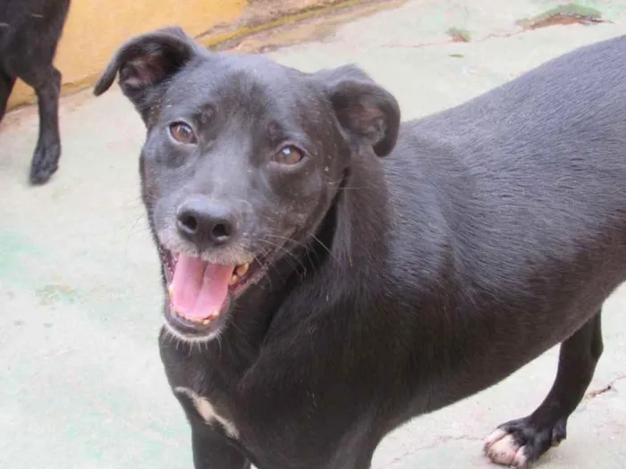 Cachorro ra a  idade 6 ou mais anos nome NERO