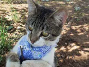 Gato raça SrD idade 2 a 6 meses nome Jaguar