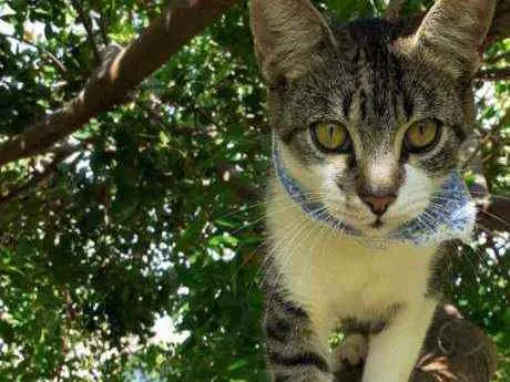 Gato raça SrD idade 2 a 6 meses nome Jaguar