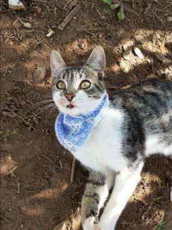 Gato raça SrD idade 2 a 6 meses nome Jaguar