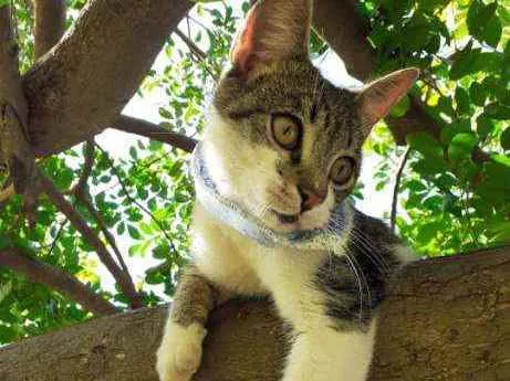 Gato raça SrD idade 2 a 6 meses nome Jaguar